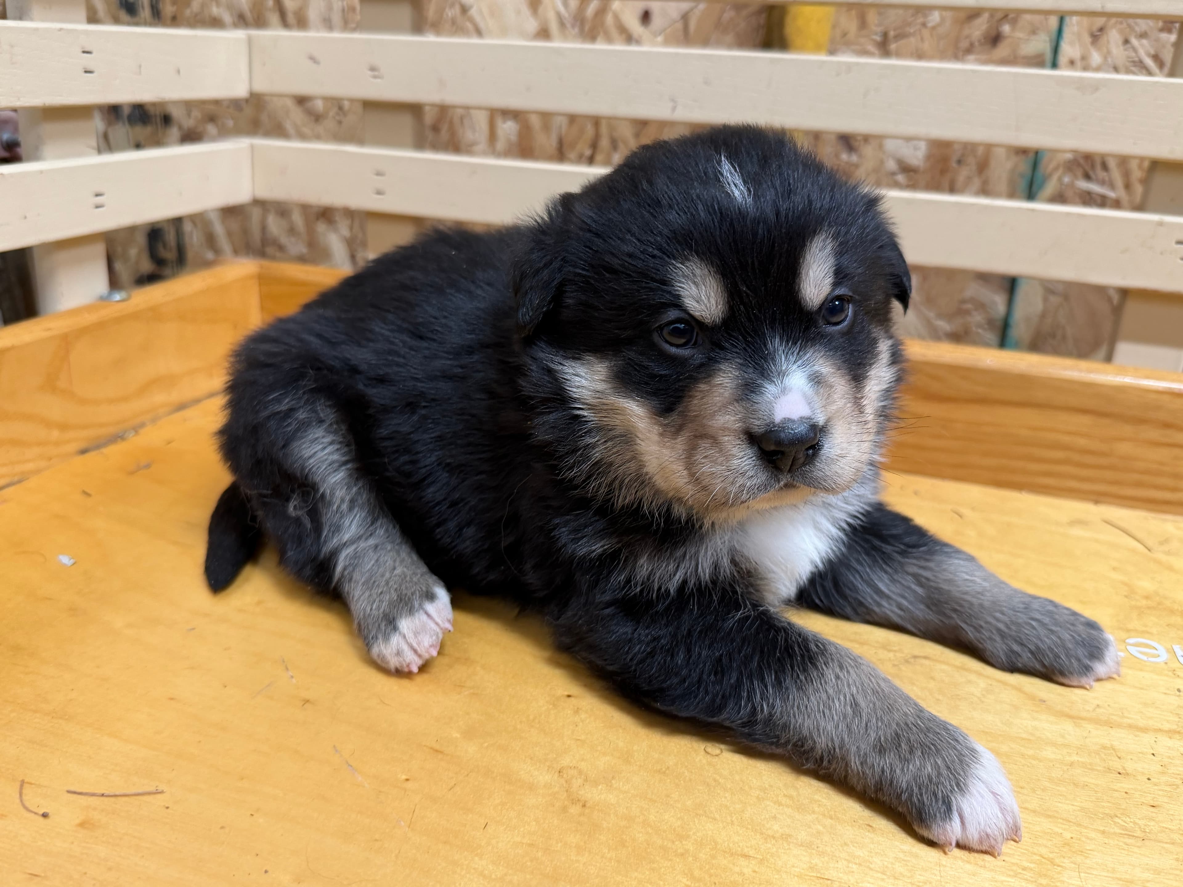 Glacier - Bernsky puppy