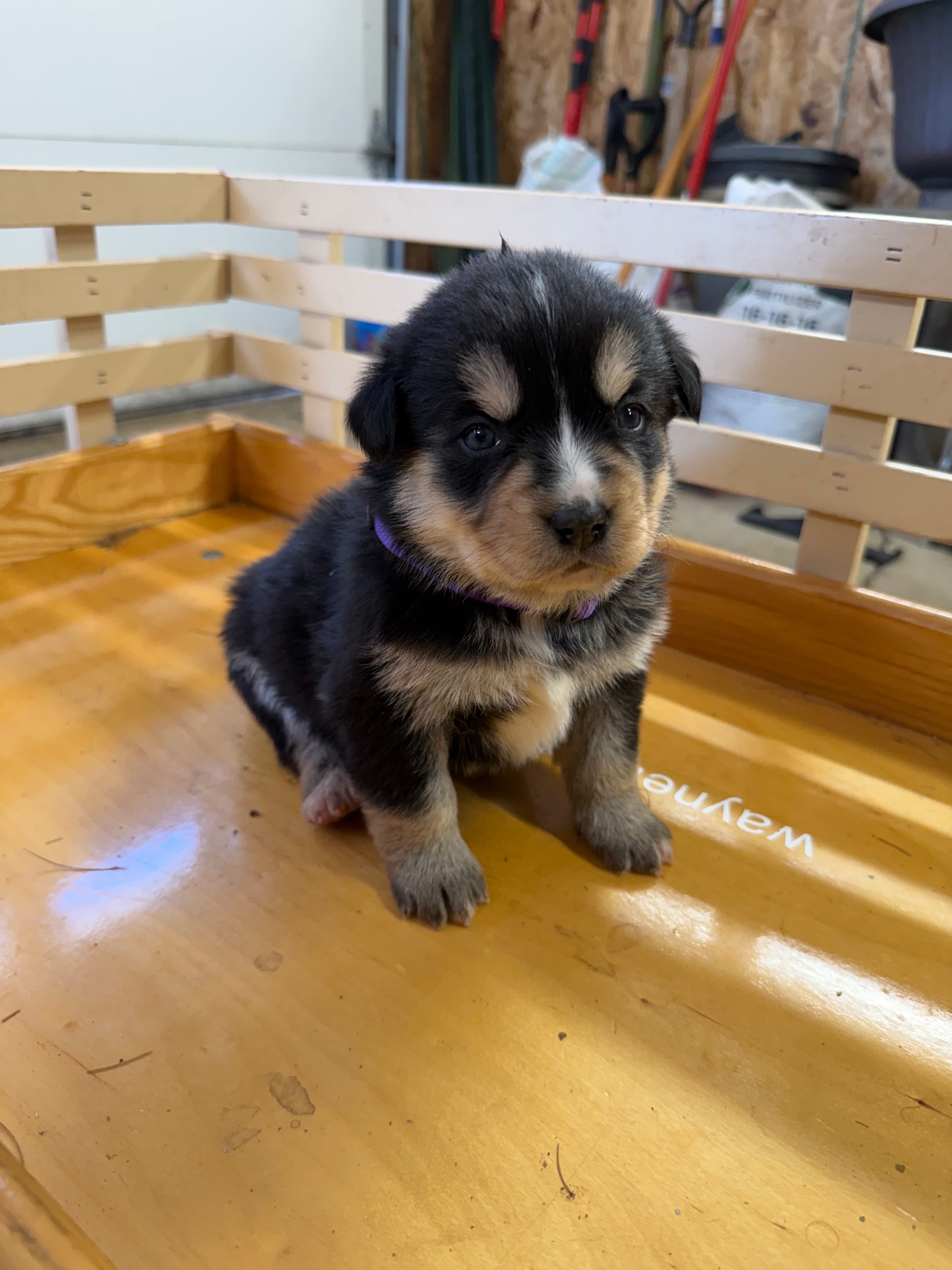 Luna - Bernsky puppy