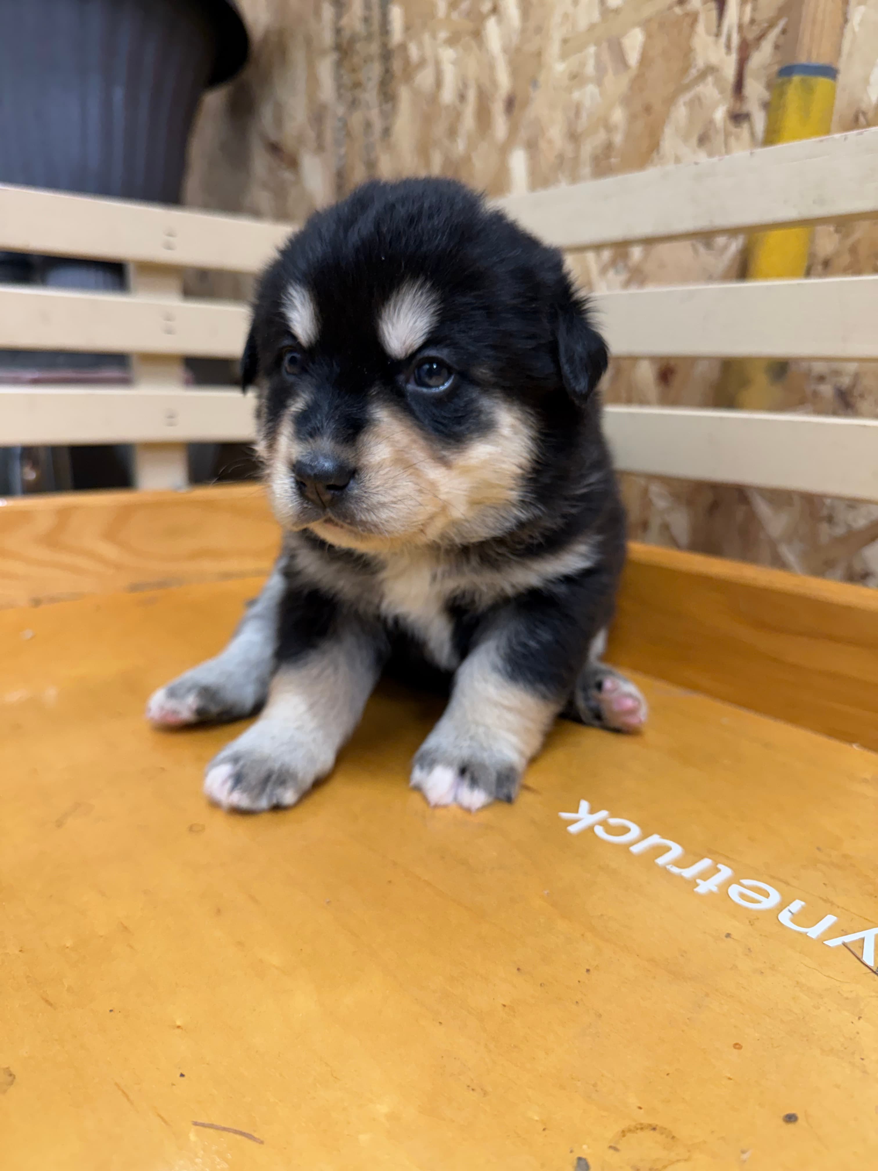 Maple - Bernsky puppy