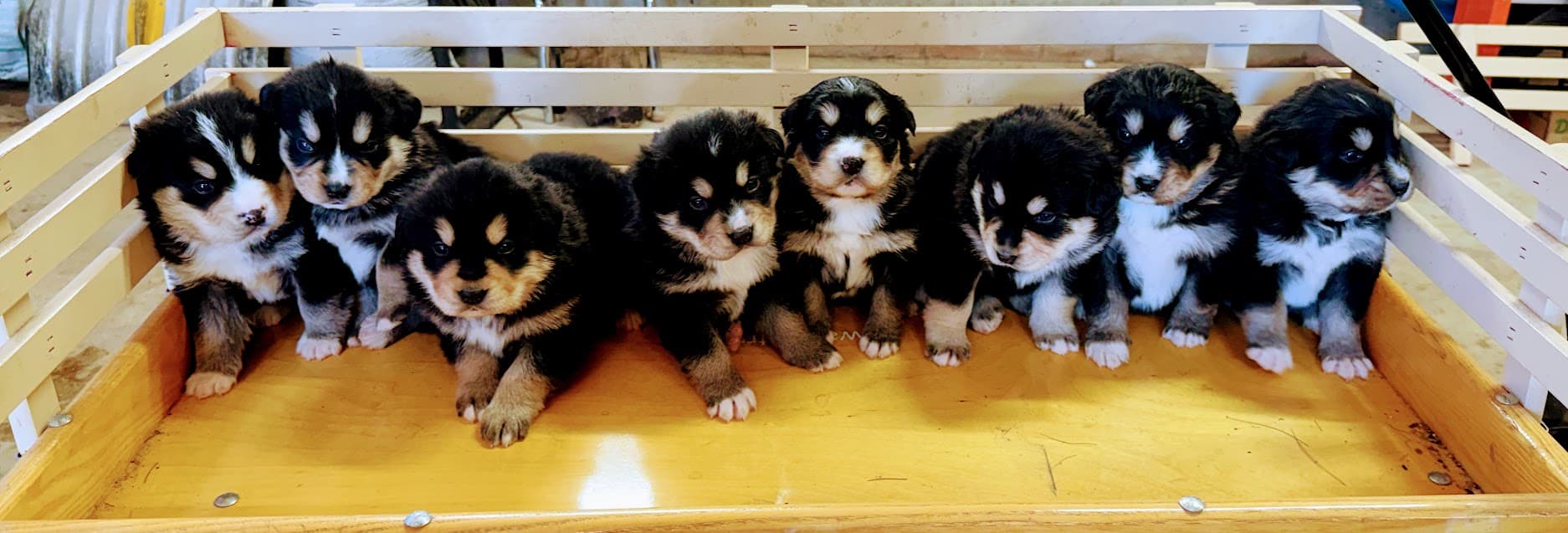 Bernsky puppies for sale - Bernese Mountain Dog Husky mix litter