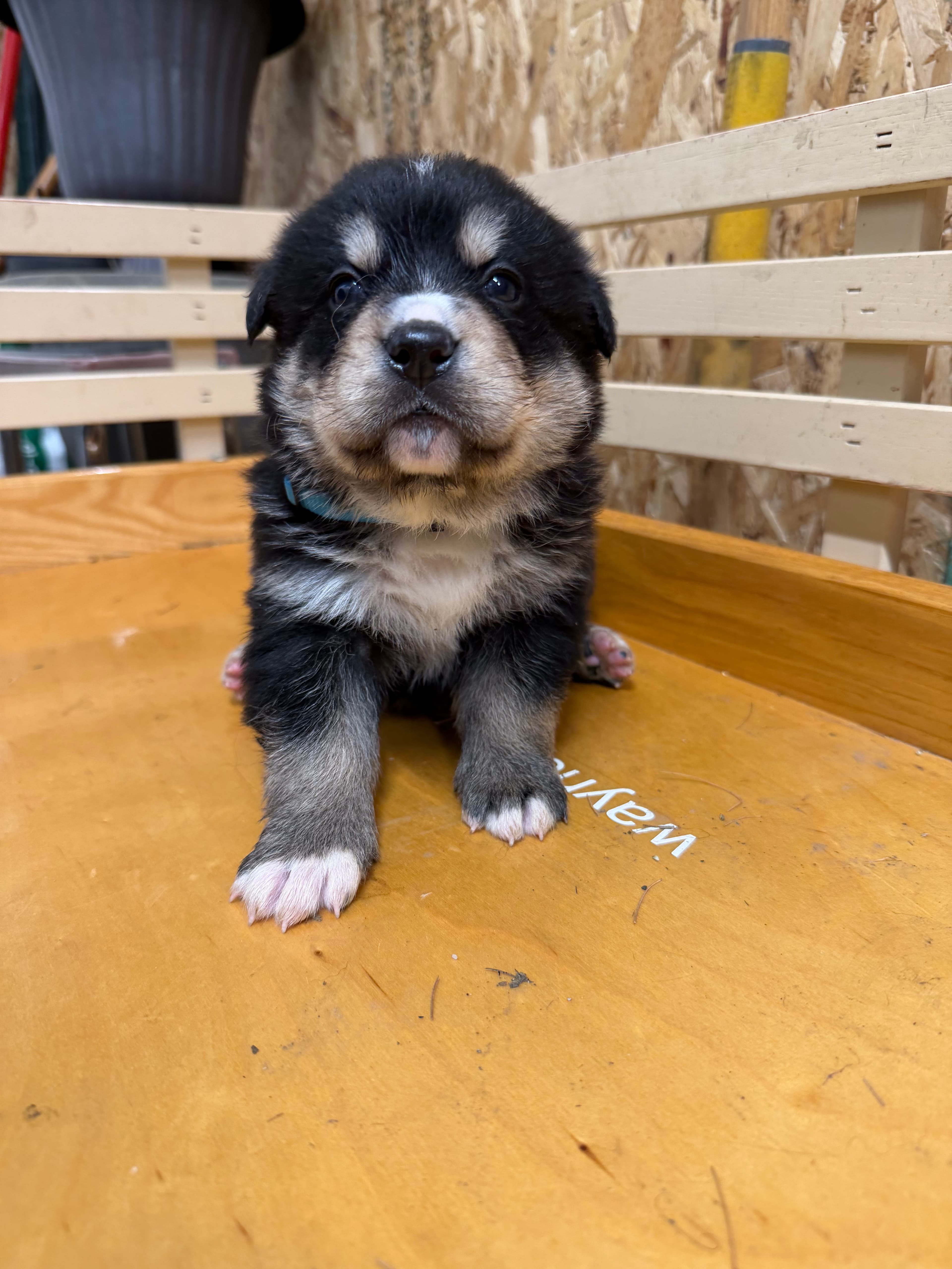 Summit - Bernsky puppy