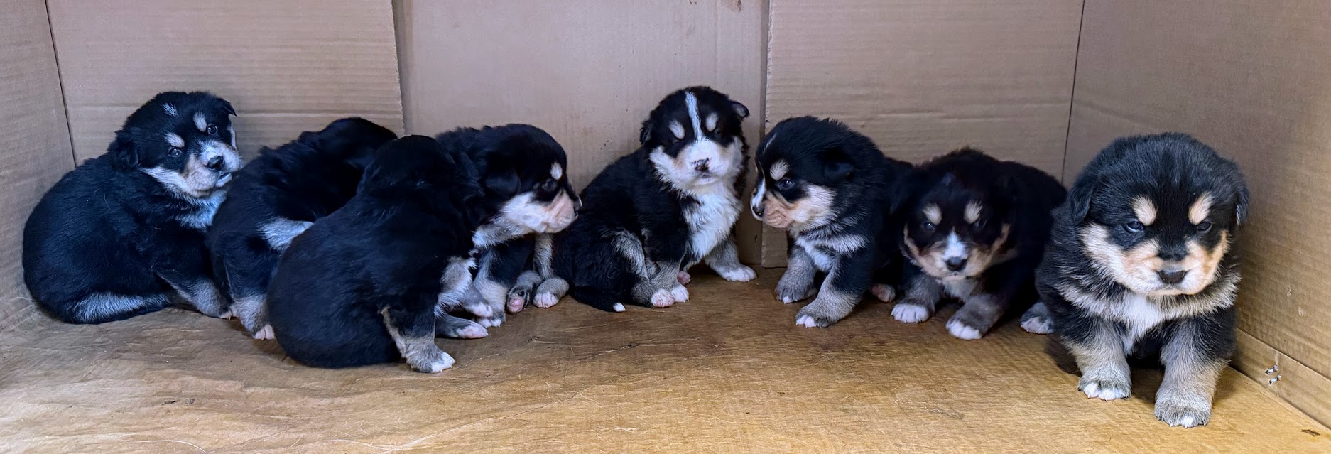 Our litter of 8 Bernese x Husky puppies